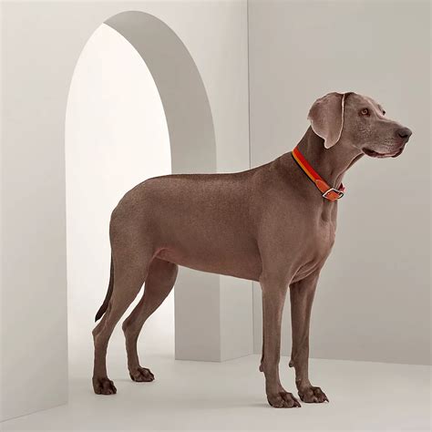 hermes dog collars 2024